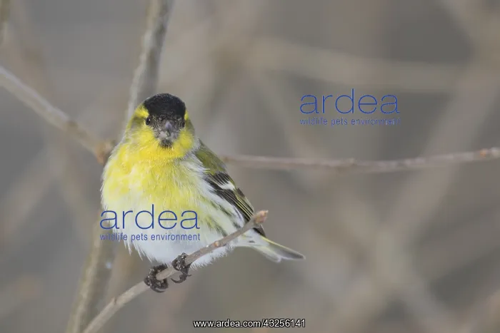  : Eurasian Siskin - adult male - Sweden