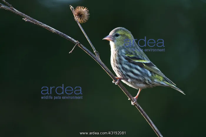: Eurasian siskin (Carduelis spinus), Emsland, Lower : Eurasian siskin (Carduelis spinus), Emsland, Lower