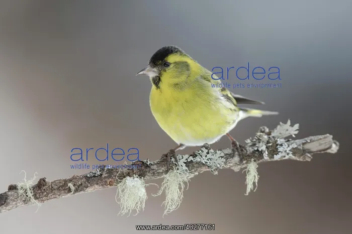 : Eurasian siskin (Carduelis spinus) male sitting : Eurasian siskin (Carduelis spinus) male sitting