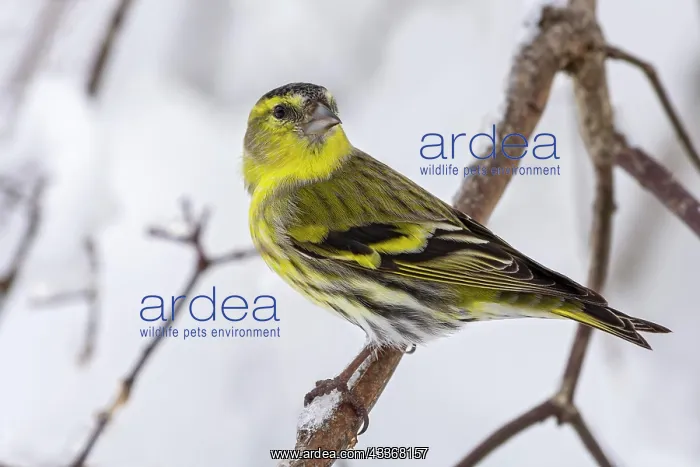 : Eurasian siskin (Carduelis spinus), male, sitting : Eurasian siskin (Carduelis spinus), male, sitting
