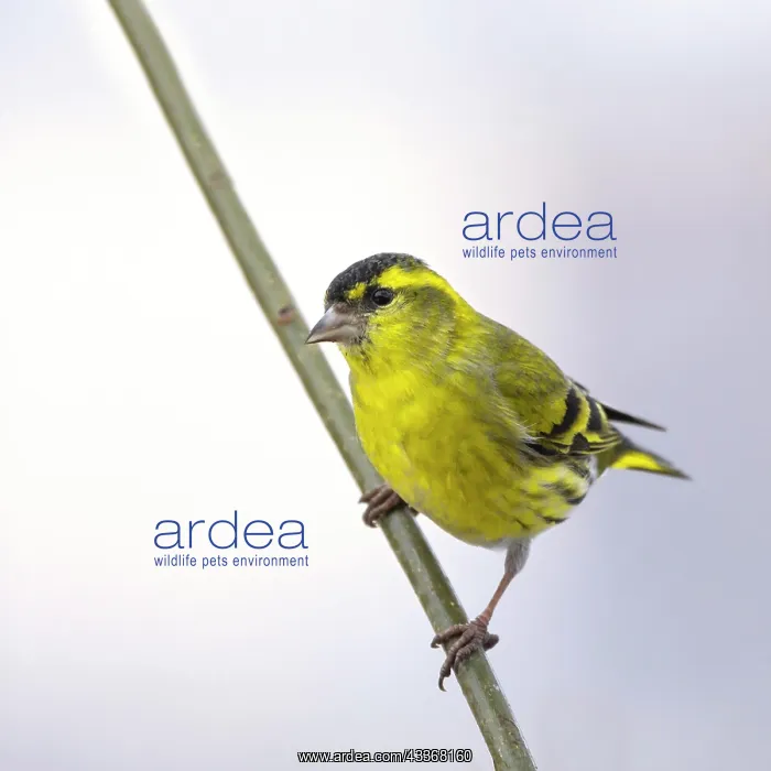 : Eurasian siskin (Carduelis spinus), male, sitting : Eurasian siskin (Carduelis spinus), male, sitting