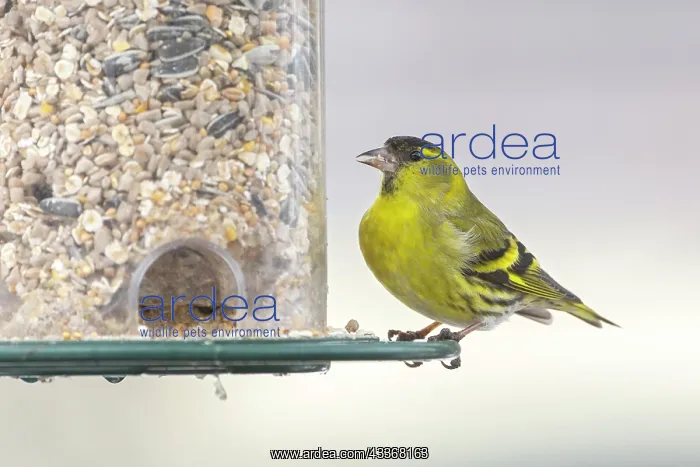 : Eurasian siskin (Carduelis spinus), male, sitting : Eurasian siskin (Carduelis spinus), male, sitting
