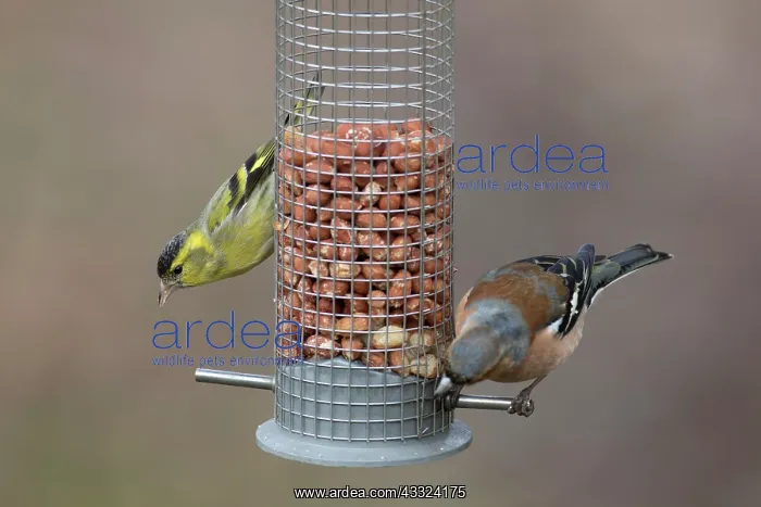 : Eurasian Siskin and Chaffinch - males perched on : Eurasian Siskin and Chaffinch - males perched on