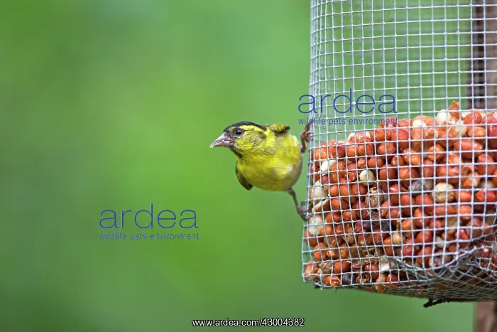 : Eurasian Siskin at the feeder : Eurasian Siskin at the feeder