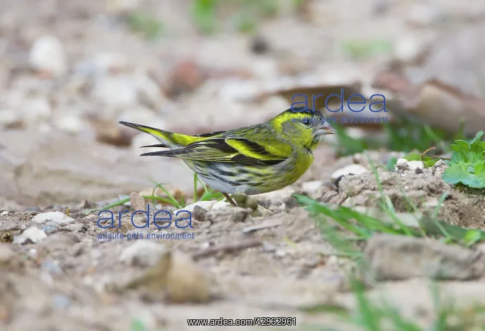 : Eurasian Siskin - male : Eurasian Siskin - male