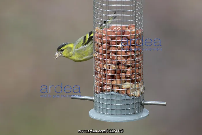 : Eurasian Siskin - male perched on peanut feeder : Eurasian Siskin - male perched on peanut feeder