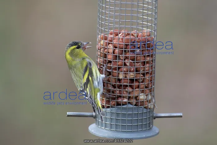 : Eurasian Siskin - male perched on peanut feeder : Eurasian Siskin - male perched on peanut feeder