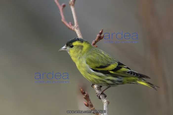 : Eurasian Siskin - male perched on a twig - Sweden : Eurasian Siskin - male perched on a twig - Sweden