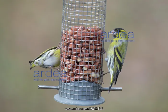 : Eurasian Siskin - males perched on peanut feeder : Eurasian Siskin - males perched on peanut feeder