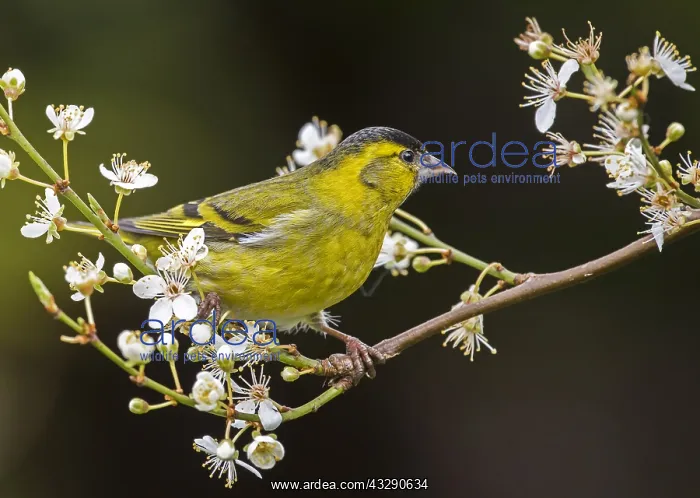 : Eurasian siskin (Spinus spinus) male perched on : Eurasian siskin (Spinus spinus) male perched on