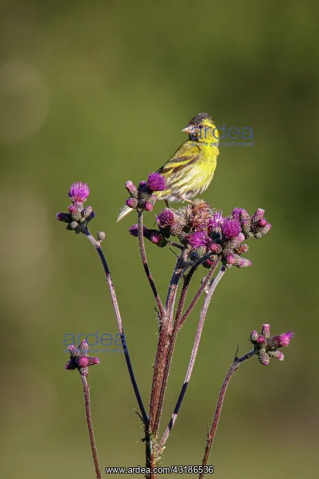 : Eurasian Siskin (Spinus spinus) - perched on a purple : Eurasian Siskin (Spinus spinus) - perched on a purple