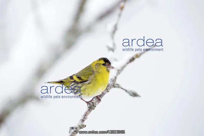 : Eurasian Siskin - in winter snow : Eurasian Siskin - in winter snow