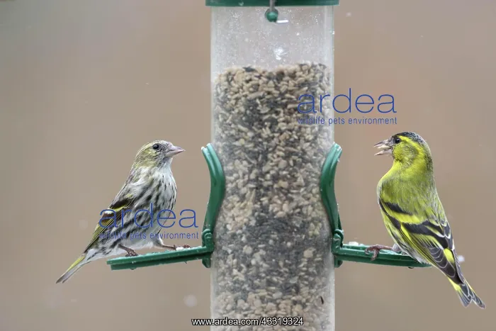 : Eurasian siskins (Spinus spinus) male and female : Eurasian siskins (Spinus spinus) male and female