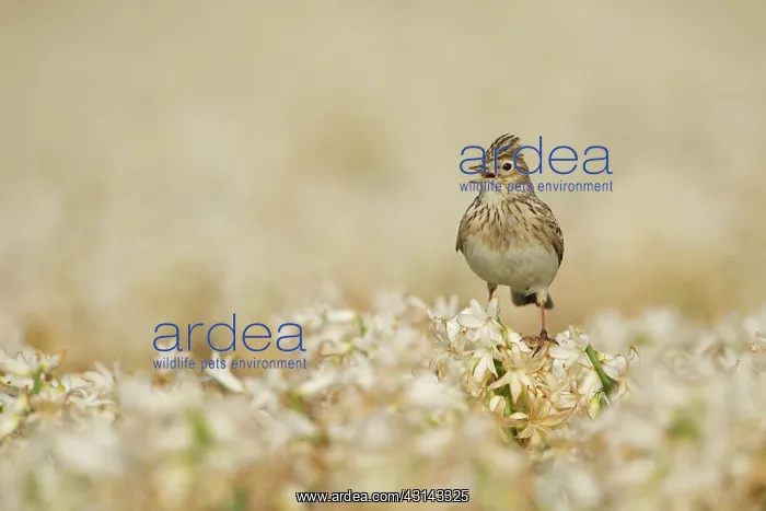: Eurasian Skylark : Eurasian Skylark