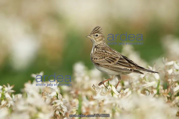 : Eurasian Skylark : Eurasian Skylark