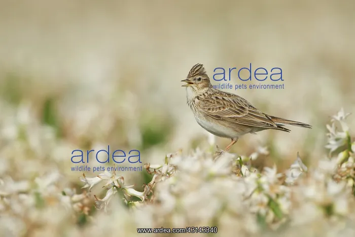 : Eurasian Skylark : Eurasian Skylark