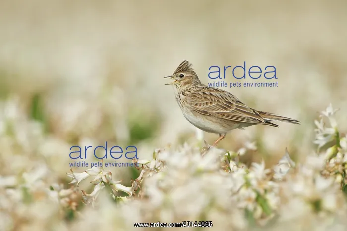 : Eurasian Skylark : Eurasian Skylark