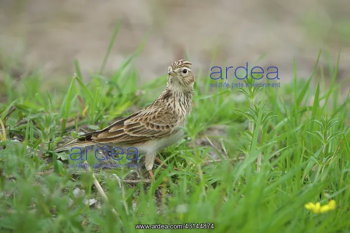 : Eurasian Skylark : Eurasian Skylark