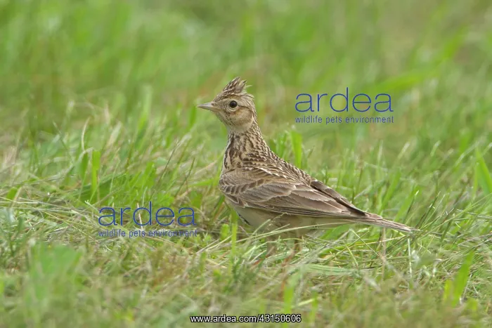 : Eurasian Skylark : Eurasian Skylark