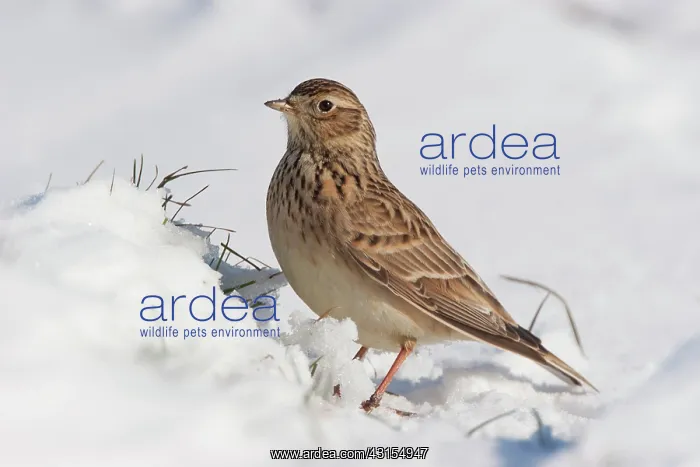 : Eurasian Skylark : Eurasian Skylark