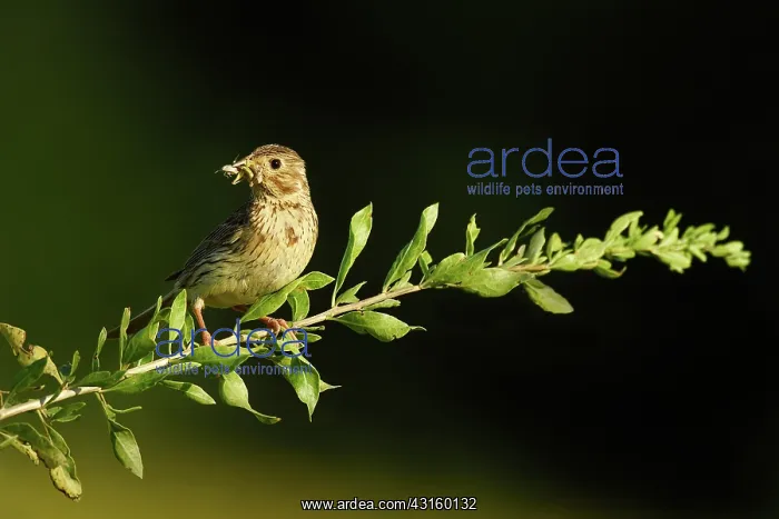 : Eurasian Skylark : Eurasian Skylark
