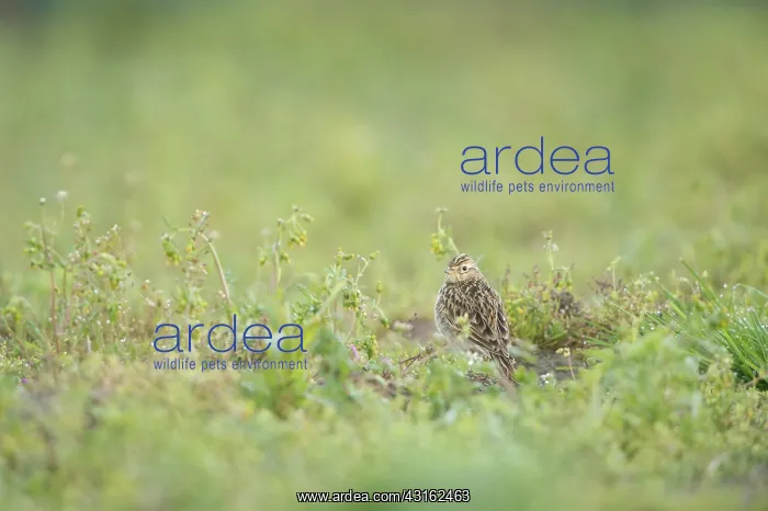 : Eurasian Skylark : Eurasian Skylark