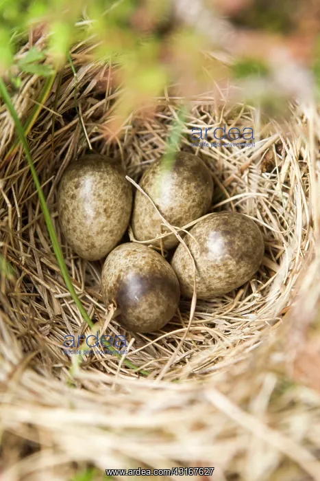 : Eurasian Skylark : Eurasian Skylark