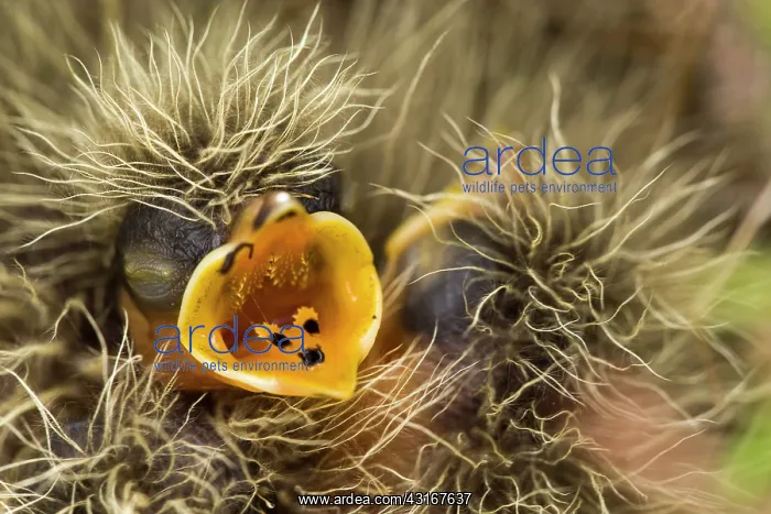 : Eurasian Skylark : Eurasian Skylark