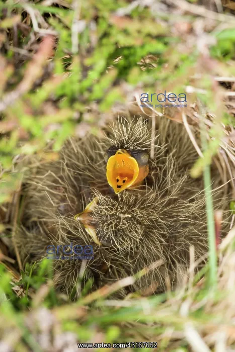 : Eurasian Skylark : Eurasian Skylark