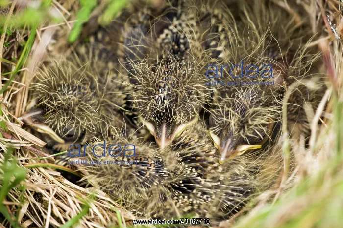 : Eurasian Skylark : Eurasian Skylark