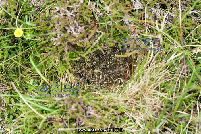 : Eurasian Skylark : Eurasian Skylark