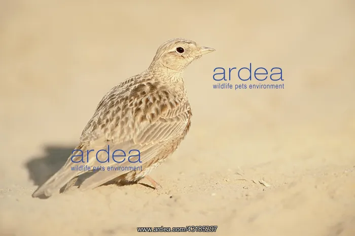 : Eurasian Skylark : Eurasian Skylark
