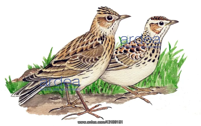 : Eurasian Skylark : Eurasian Skylark