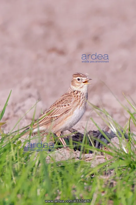 : Eurasian Skylark : Eurasian Skylark