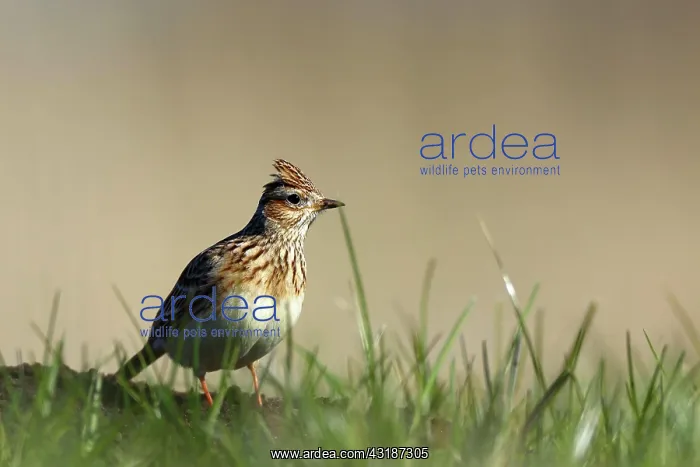 : Eurasian Skylark (Alauda arvensis) in a biotope : Eurasian Skylark (Alauda arvensis) in a biotope