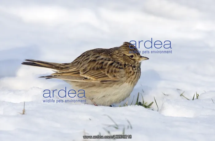 : Eurasian Skylark (Alauda arvensis) in the snow : Eurasian Skylark (Alauda arvensis) in the snow