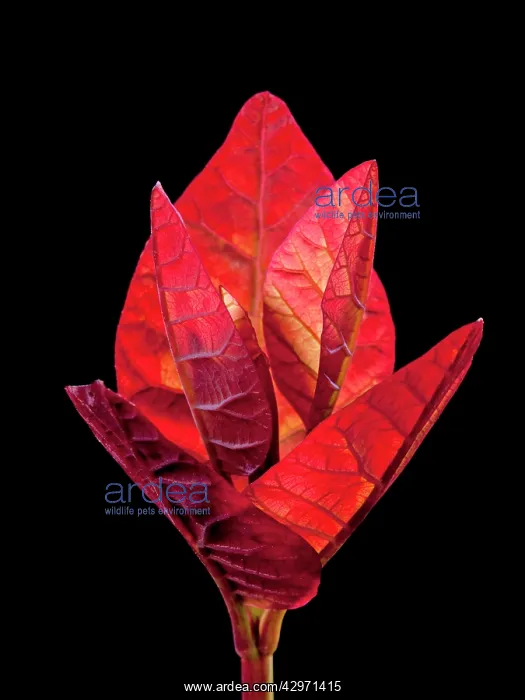 : The Eurasian Smoketree / Purple Smoke Bush - young : The Eurasian Smoketree / Purple Smoke Bush - young