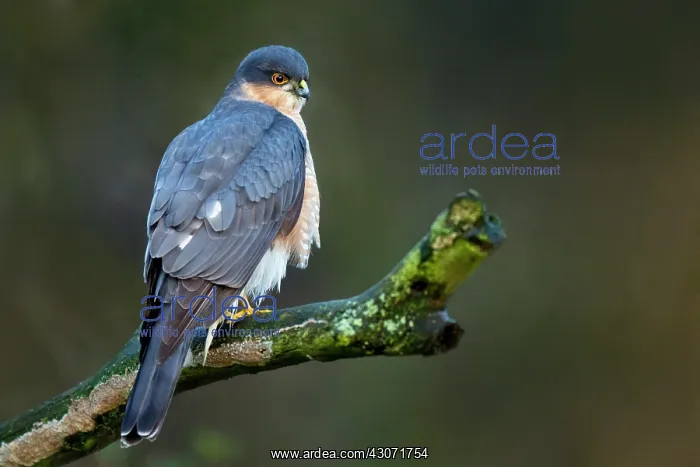 : Eurasian Sparrowhawk : Eurasian Sparrowhawk