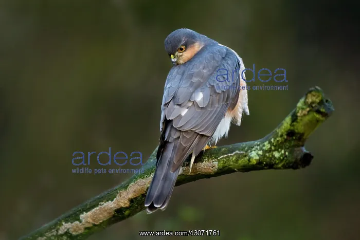 : Eurasian Sparrowhawk : Eurasian Sparrowhawk