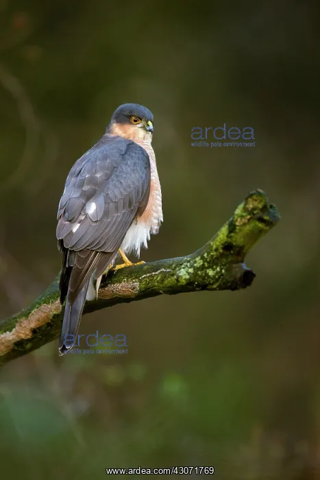 : Eurasian Sparrowhawk : Eurasian Sparrowhawk