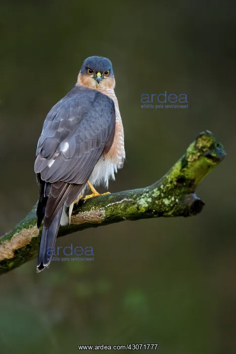 : Eurasian Sparrowhawk : Eurasian Sparrowhawk