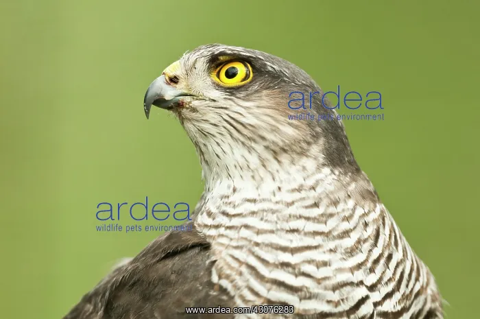 : Eurasian Sparrowhawk : Eurasian Sparrowhawk