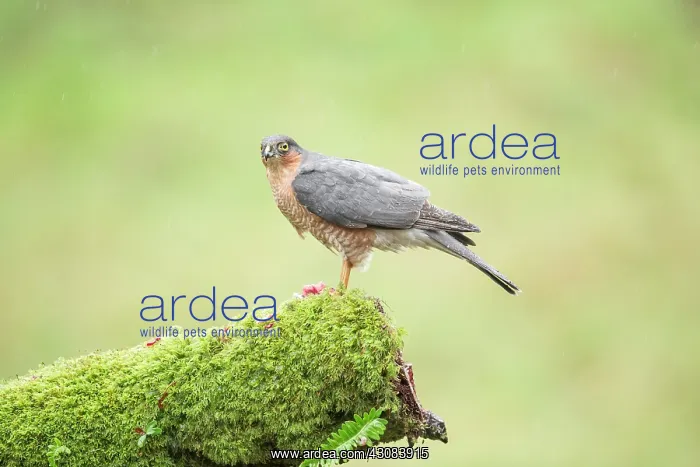 : Eurasian Sparrowhawk : Eurasian Sparrowhawk