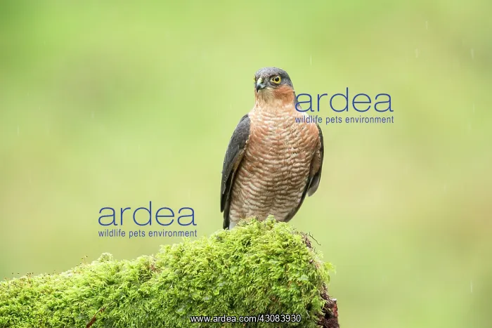 : Eurasian Sparrowhawk : Eurasian Sparrowhawk