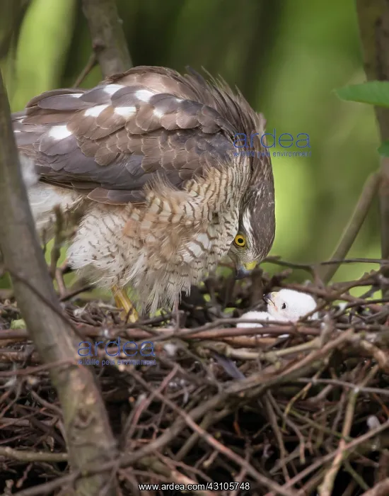 : Eurasian Sparrowhawk : Eurasian Sparrowhawk