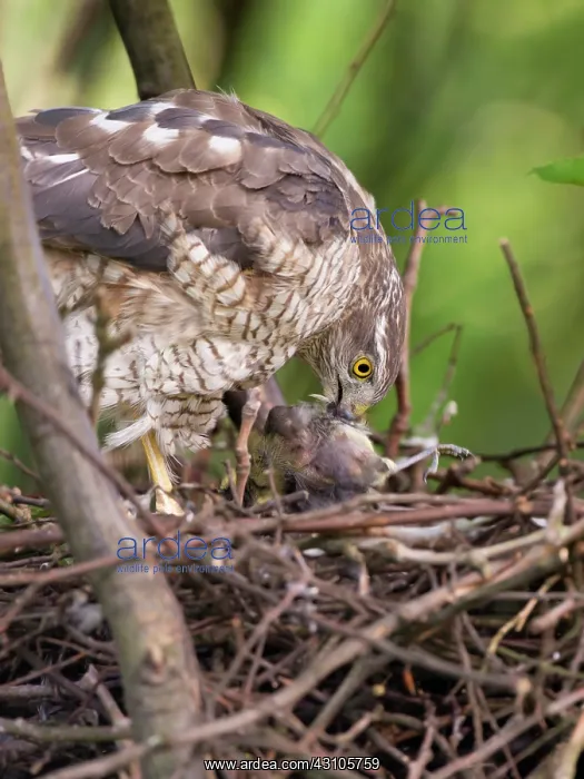 : Eurasian Sparrowhawk : Eurasian Sparrowhawk