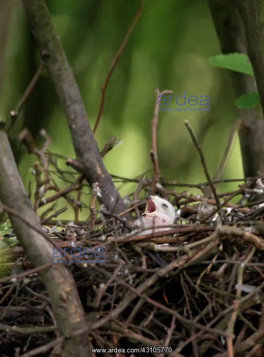 : Eurasian Sparrowhawk : Eurasian Sparrowhawk