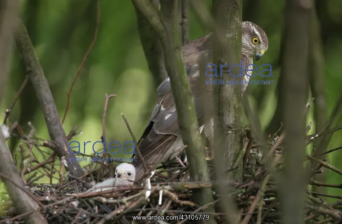 : Eurasian Sparrowhawk : Eurasian Sparrowhawk