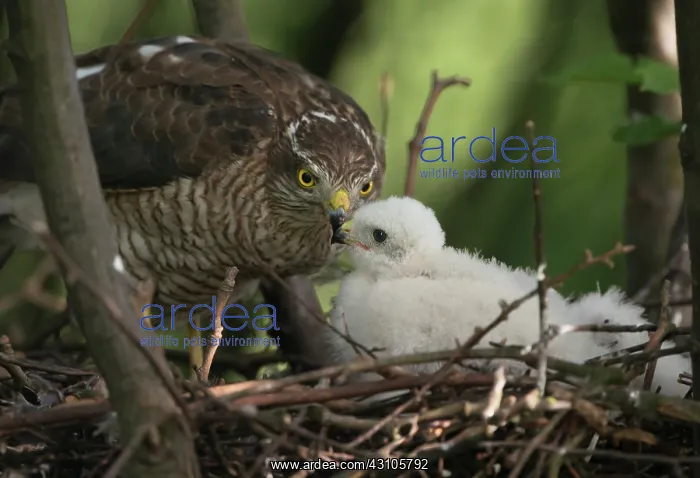 : Eurasian Sparrowhawk : Eurasian Sparrowhawk
