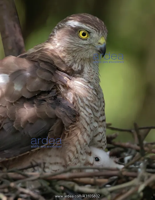 : Eurasian Sparrowhawk : Eurasian Sparrowhawk